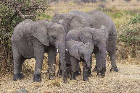 africa tanzania african elephants at serengeti national parkafrica tanzania african elephants at serengeti national park photographic print by ralph h bendjebar at allposters com